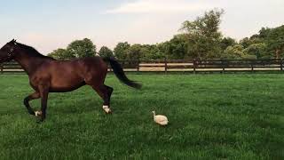 Horse Gets Chased Around by Curious Guinea Fowl
