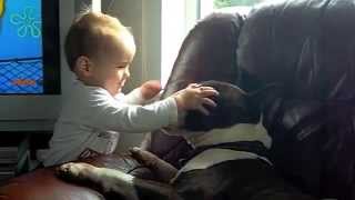 Killer Baby savages Bull Terrier   !!