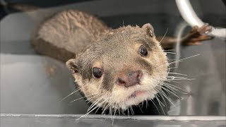 カワウソさくら 叱られた時のカワウソの反応が謎すぎる Too surprising reaction when scolding an otter