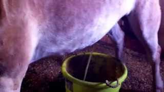 Horse pees in bucket