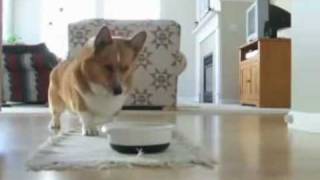 corgi dog dances for food