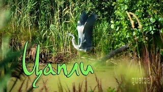 Цапли на болоте. Красота полета.