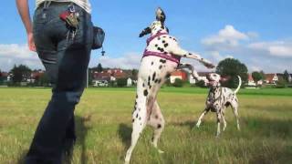 Playing Dalmatians filmed with a monopod steadycam