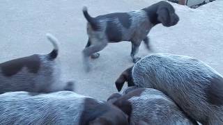 Щенки немецкого дратхаара. Питомник vom Weisse Kirche / German drathaar puppies