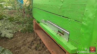 Лёт пчел на Подсолнухе 28.06.2018