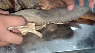 Tongue of ox and Horse,DVM Level 1 Semester 2,Anatomy Lab ,BAU