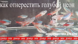 рыбка голубой неон, Paracheirodon innesi, как содержать, разводить, аквариумистика для всех