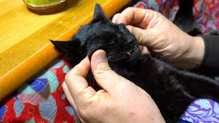 朝から無邪気な子猫。