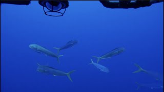 Sneak Peek at Johnston Atoll’s Amazing Biodiversity! | Nautilus Live