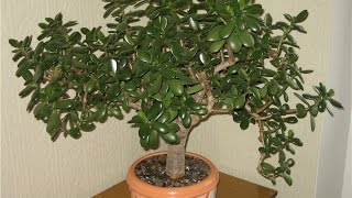 денежное дерево Толстянка (crassula) Уход, размножение и пересадка