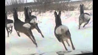 Загонная охота с на КОСУЛЮ на лошадях.(Не удачная съёмка).