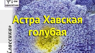 Астра китайская. Краткий обзор, описание характеристик callistephus chinensis Хавская голубая