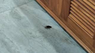 Cockroach 2
