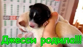 Семья Бровченко. Джесси родила чудесных щенят! (03.17г.)