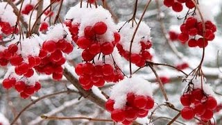 Калина и  рябина из бисера. Много идей. Viburnum and rowan of beads. Many ideas.