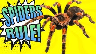 SPIDERS! - Educational Video For Kids