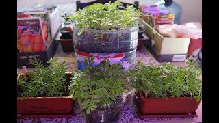 ФИТИЛЬНЫЙ ПОЛИВ. СРАВНЕНИЕ. РЕЗУЛЬТАТ. ОТВЕТЫ НА ВОПРОСЫ