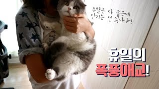 [육묘일기] 폭풍애교부리는 고양이, 휴일의 행복