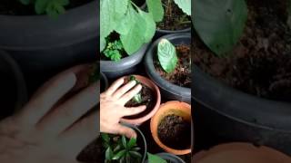Como plantar Rainha através da folha