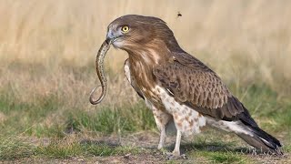10 Смертельных Атак Орлов, Снятых На Камеру
