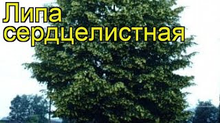 Липа сердцелистная. Краткий обзор, описание характеристик, где купить саженцы tilia cordata