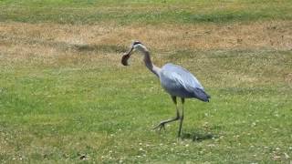 Blue Heron grabs up Ground Mole and swallows him whole!