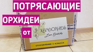 ПОТРЯСАЮЩИЕ ОРХИДЕИ от Оксаны Астрахань| орхидея orchid orchids почтой по почте