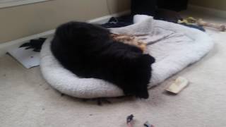 ANIMAL ABUSE?! APRIL FOOLS PRANK ON DOG