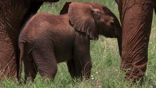 Tranquilized Elephant Mother risks crushing her baby | BBC Earth