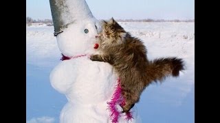 Прикольные картинки Подборка смешных фото выпуск 45