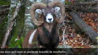 CHASSE AU MOUFLON
