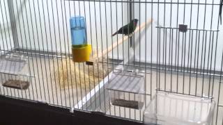 Eerste nesten - Erythrura Coloria - Red-eared Parrotfinch - Buntkopf Papageiamadine