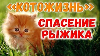НАХОДКА И СПАСЕНИЕ КОТЕНКА-РЫЖИКА! (ЧИТАЙТЕ ОПИСАНИЕ) ❖ КОТОЖИЗНЬ! 10.09.2017