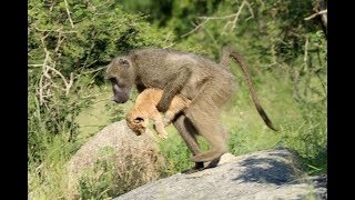 Baboon recreates iconic Simba scene from The Lion King after rescuing cub - Today News