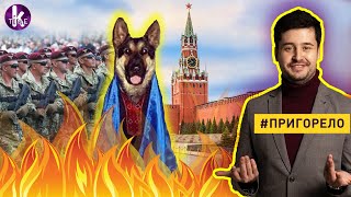 Собаки-патриоты и победный марш в Москву