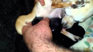 Chihuahua pariendo