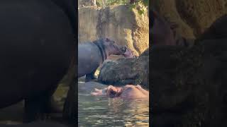 One Big Happy Hippo Family - The Whole Bloat Together - Cincinnati Zoo #shorts