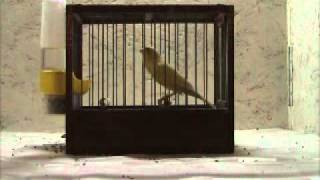Canary Orpheus Master Class