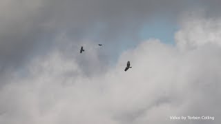 Musvåge og Tårnfalk (Buzzard and Kestrel)