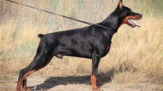 Щенок добермана, внук Чемпиона Мира! Doberman for sale!