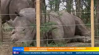 Последний в мире белый носорог усыплен в Кении