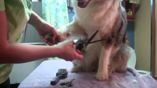 Grooming the Australian Shepherd Part 4-Feet