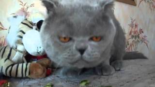 Кот ест огурец