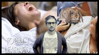 WOMAN GIVES BIRTH TO RABBITS