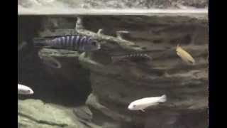 Tropical Island in Kyiv zoo, Ukraine