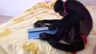 Spider monkey Micha iPad