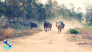 ควายวิ่งจากนาภู Buffalo runs from the mountain