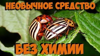Борьба с колорадским жуком БЕЗ ХИМИИ!!! Супер простое средство Вы будете удивлены