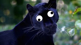 Упоротая Гвенвивар xD