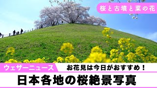 今日はお花見日和！日本各地の桜絶景写真